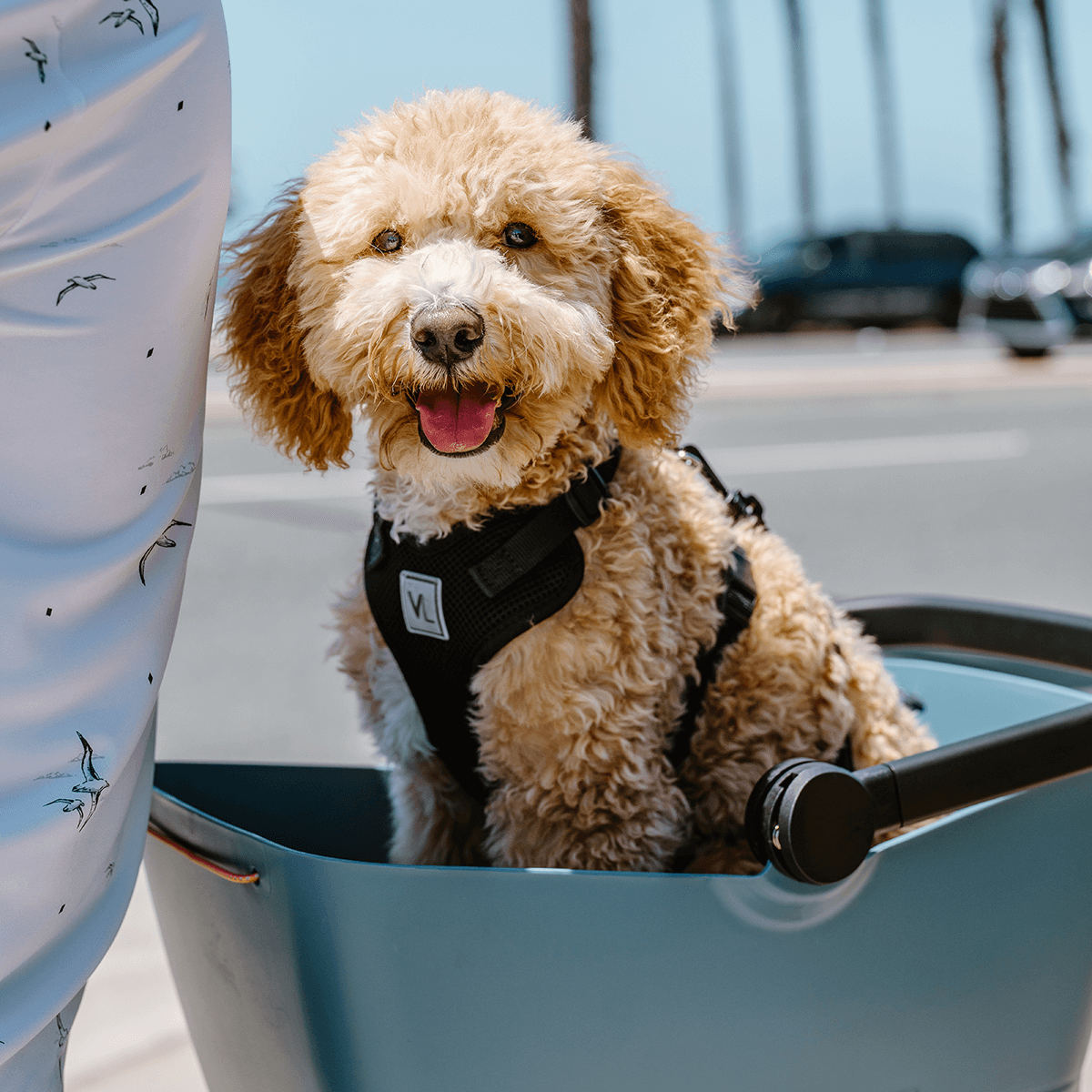 Basil Buddy Dog Carrier Basket – Combo